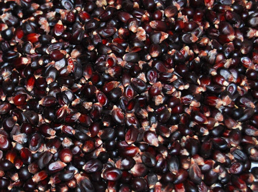 Dakota Black Popcorn Seeds - Fresh Popcorn Seed Variety - Zea mays everta - Non-GMO, Heirloom, Free Shipping
