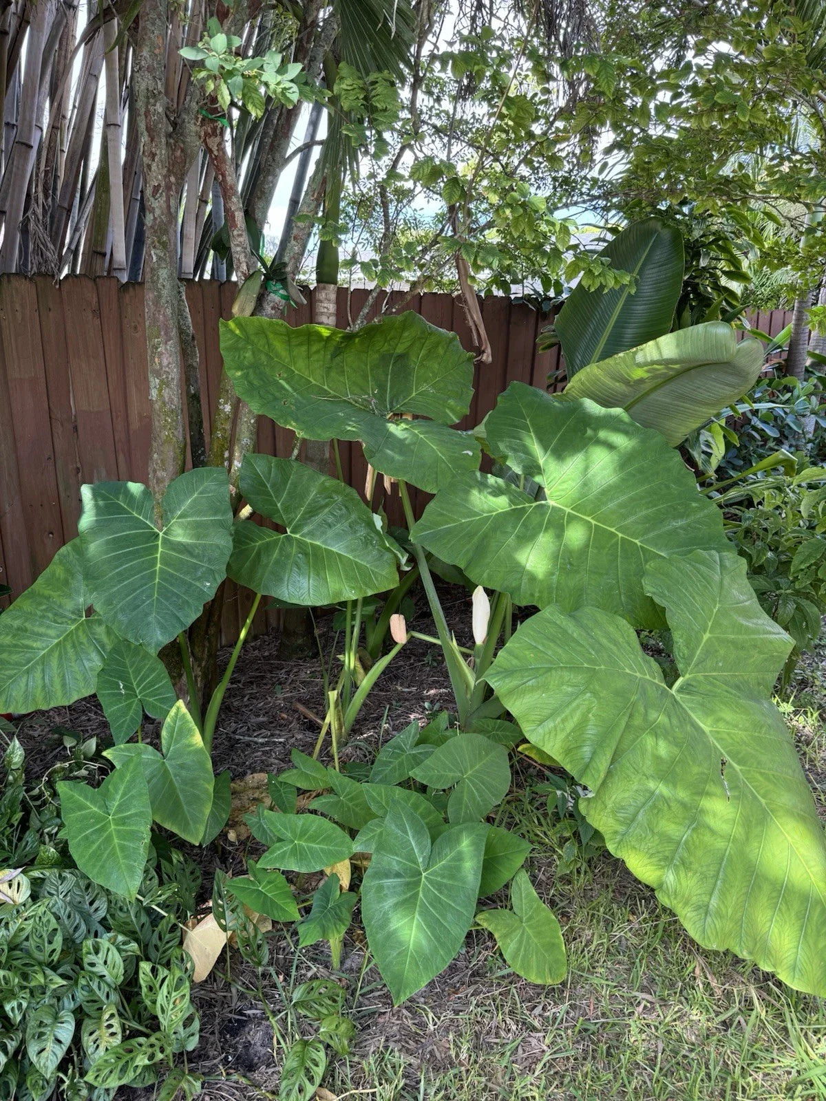 Malanga Plant - Rooted 7-9” - Xanthosoma Sagittifolium - Taro Elephant Ear Plant for Home Garden