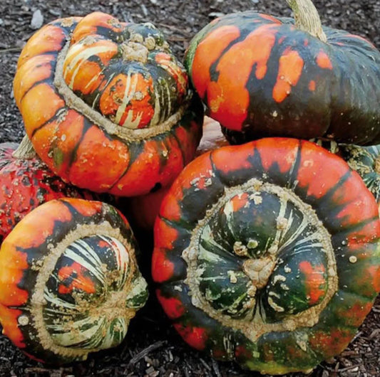 Turk's Turban Pumpkin Gourd Seeds - 25 Heirloom Organic NON-GMO - Rare Cucurbita maxima