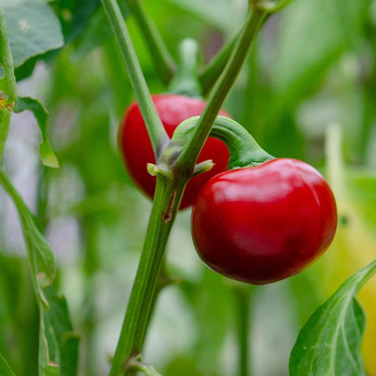 Cherry Pepper Live Plant 2-Pack in 1 Pot, Easy to Grow Edible Hot Peppers, Capsicum annuum