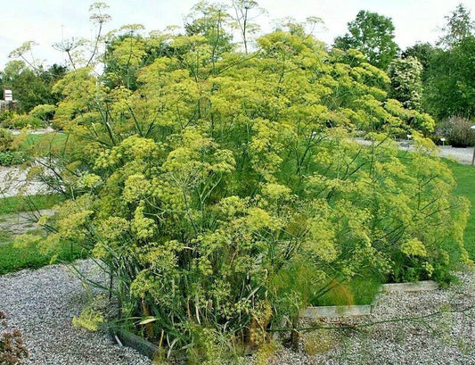 Fennel Seeds 100 Pack, Fern-Like Foliage, Yellow Flowers, Licorice Flavor, Foeniculum vulgare