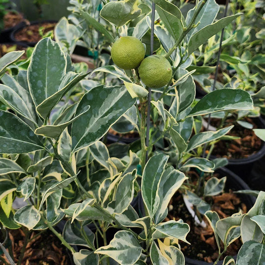 Variegated Cara Cara Navel Orange Cuttings - 3 Fresh Citrus Cuttings, No Roots - Citrus x sinensis