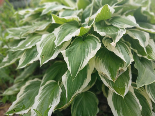 Hosta Roots - 3 Patriot Variegated Plants - Green with White Edges - Hosta plantaginea