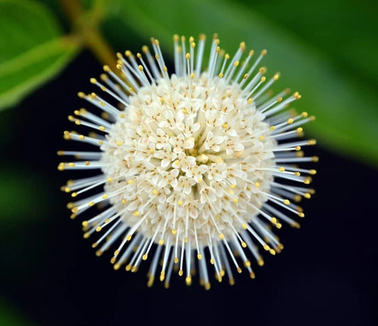 Buttonbush Seeds for Planting, 100 Count, Cephalanthus occidentalis, Native Perennial, Wetland Plant, Pollinator Friendly