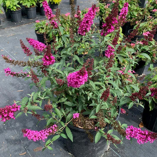 Raspberry Buddleia Starter Plant 2-4” | Butterfly Bush | Ships Without Pot | Buddleja davidii