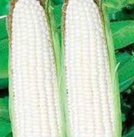 Corn Seeds, 20+ Heirloom Stowell's Evergreen, White Sweet Variety, Zea mays