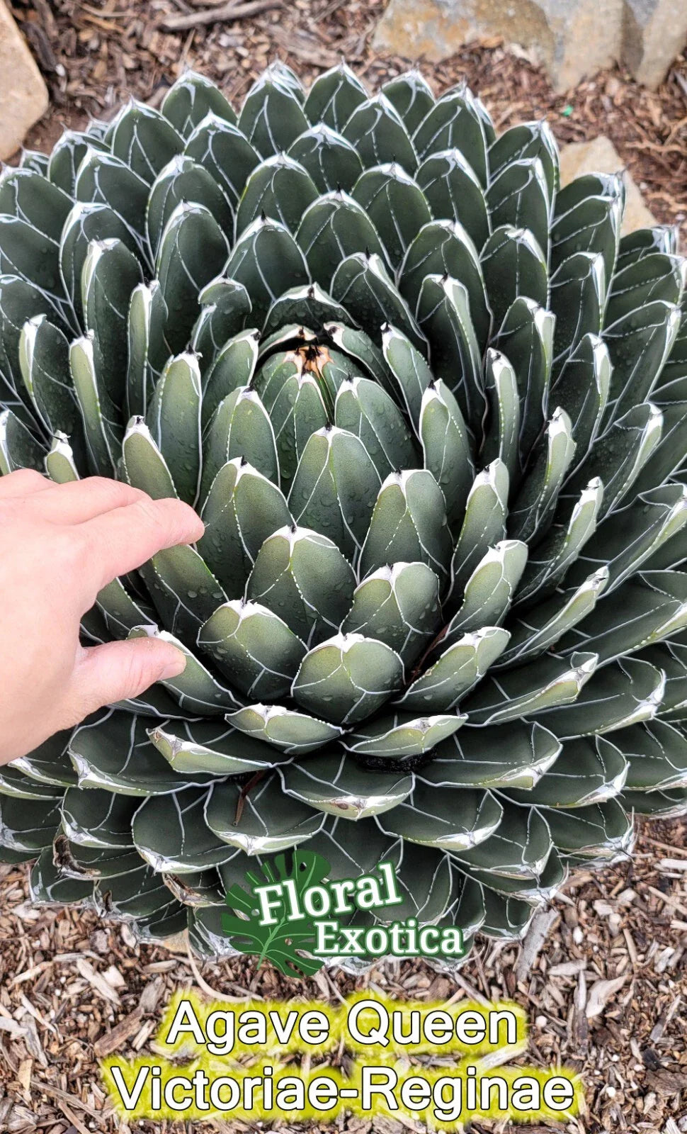 Queen Agave Victoria Reginae - Starter Pup - Unique Succulent Plant, Drought-Tolerant, Indoor/Outdoor Decor