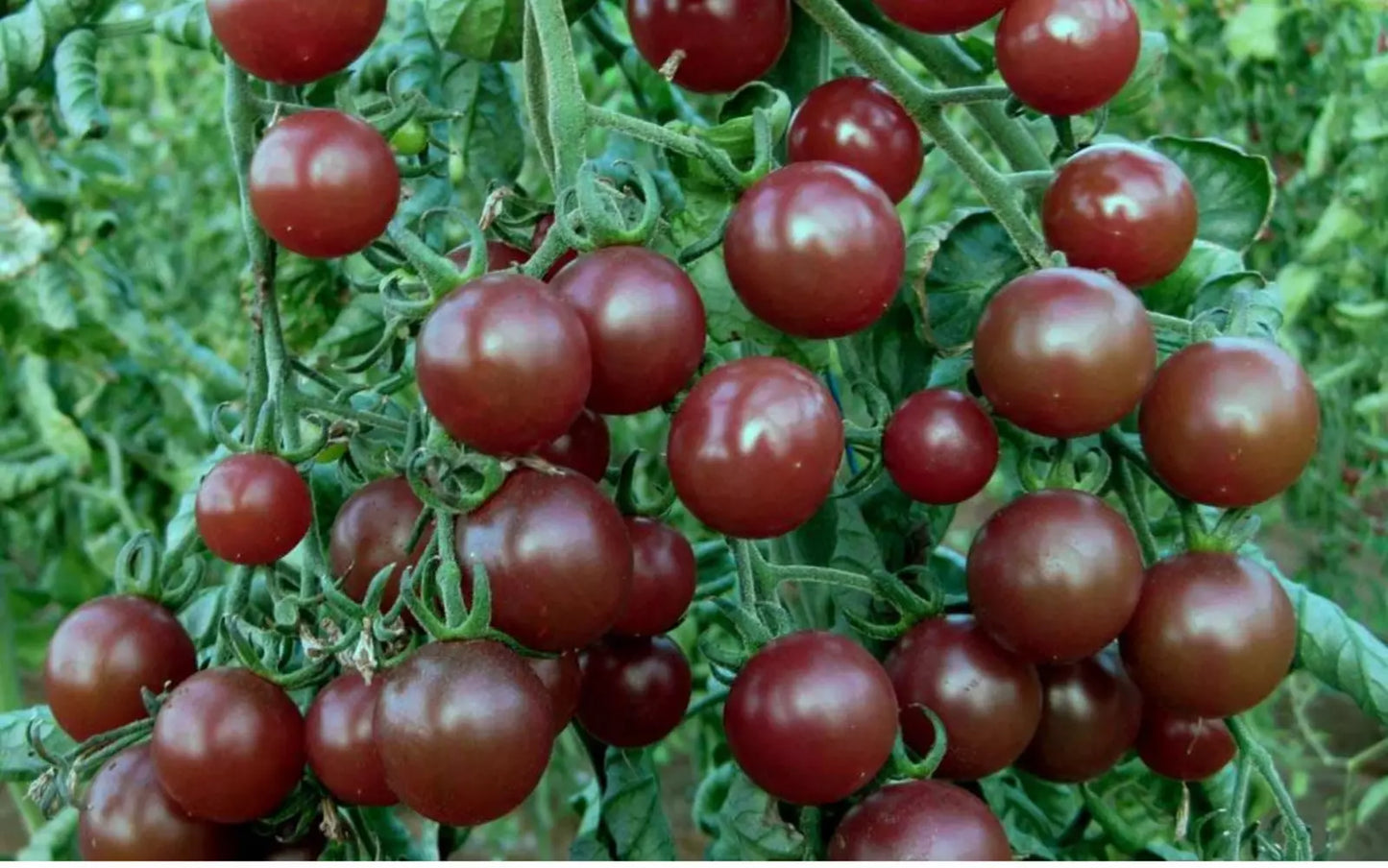Chocolate Cherry Tomato Seeds - 30+ Heirloom Organic Seeds - Super Sweet Variety - Rare Heirloom Seeds