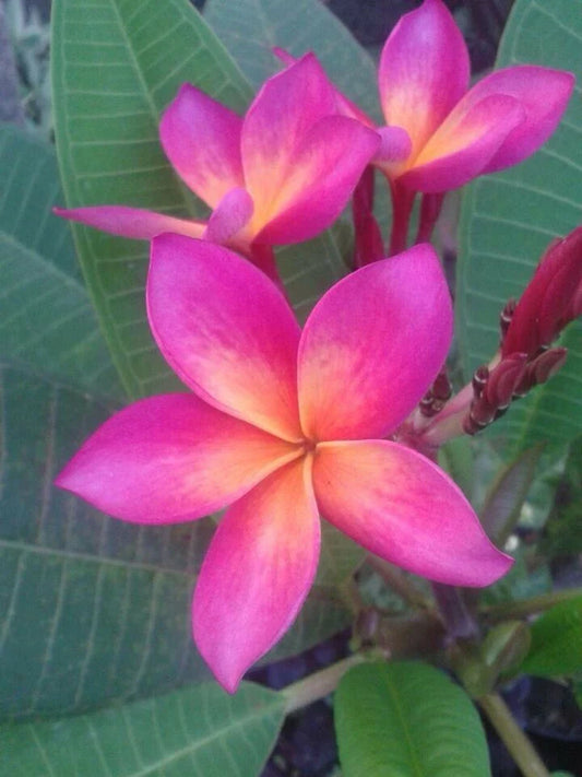 Plumeria Seeds - 5 Bright Pink Orange Flower Seeds - Perennial Plants (Plumeria spp.)