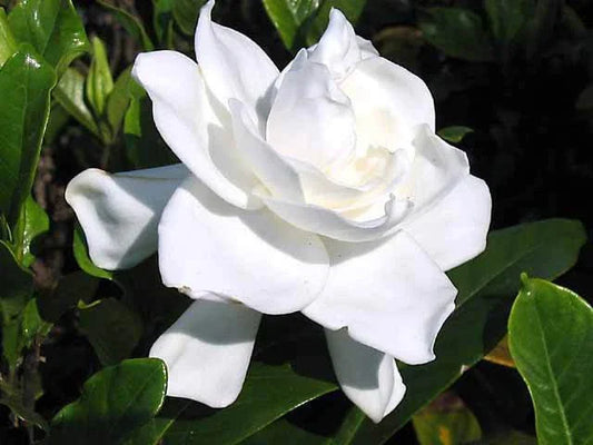 Heirloom Gardenia Bush - 6" White Flowering Cape Jasmine Shrub - Live Rooted Plant (Gardenia jasminoides)