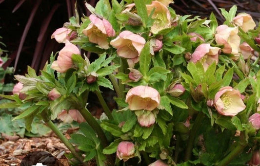 Hellebores Plants Assorted Mix in Ivory & Pastel Colors - Seedlings (Helleborus)