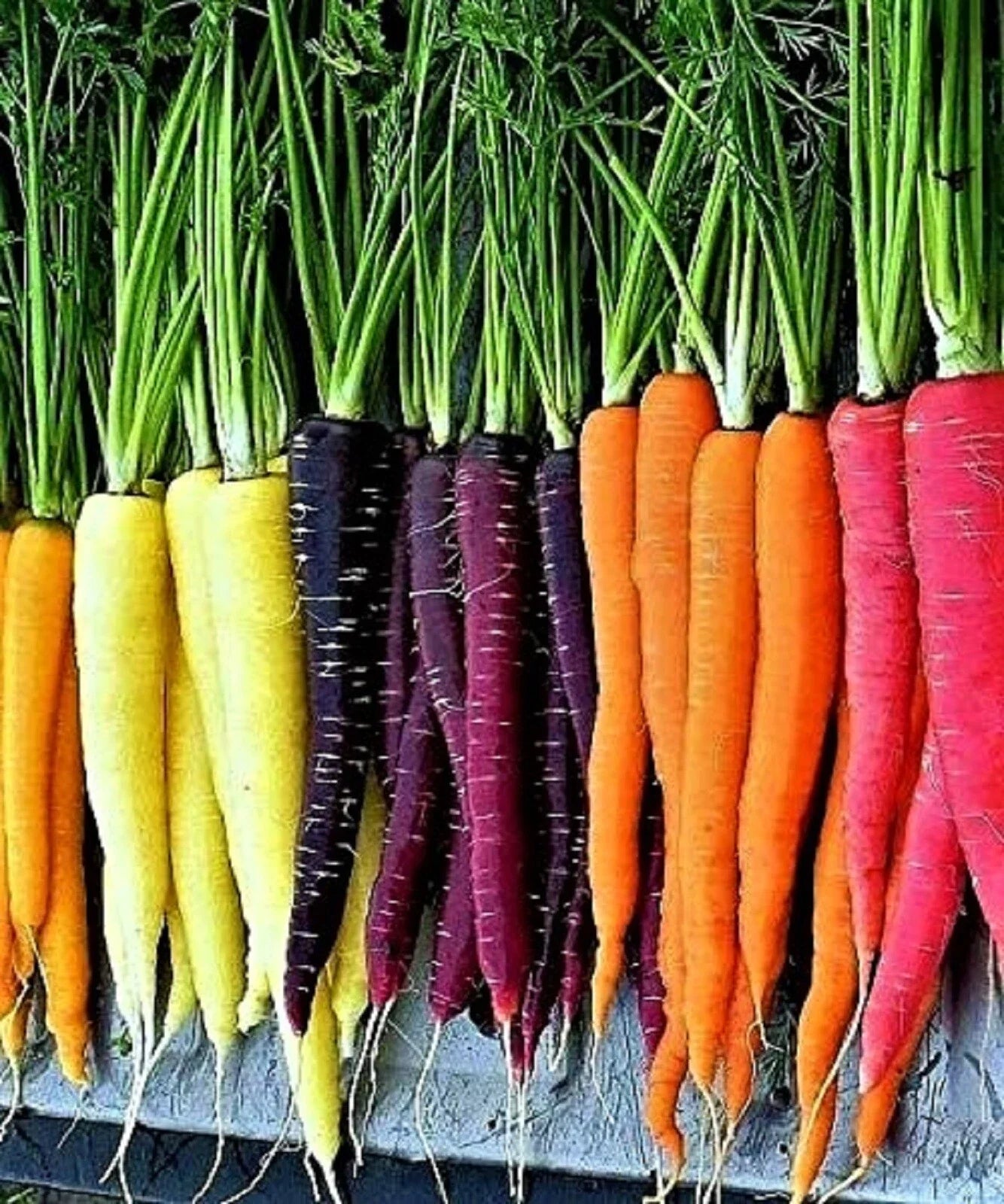 Rainbow Carrot Blend Seeds 200+ Non-GMO Mix - Colorful Heirloom Varieties for Garden Planting