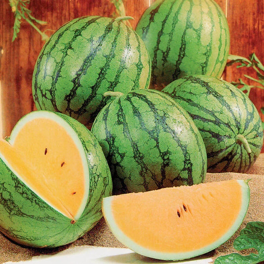 Queen Watermelon Seeds - 50+ Pack for Garden Planting - Citrullus lanatus - USA Grown, Free Shipping