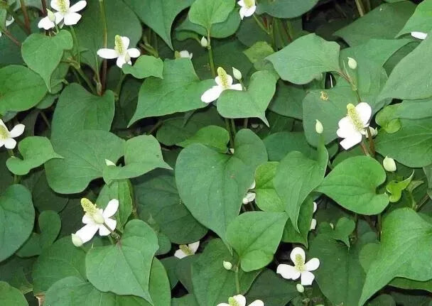 Fish Mint Seeds - 300+ Seeds - Houttuynia Cordata - Chameleon Plant - USA Grown