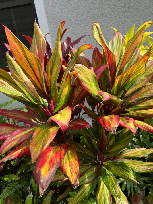 Hawaiian Ti Plant 4" Pot - Cordyline Fruticosa "Harlequin" - Multicolored Foliage, Indoor/Outdoor Good Luck Plant