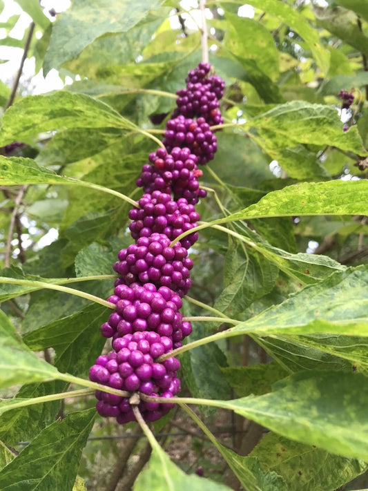 Beauty Berry Bush Cuttings - Live Plant Propagation Material - Callicarpa Americana - No Roots