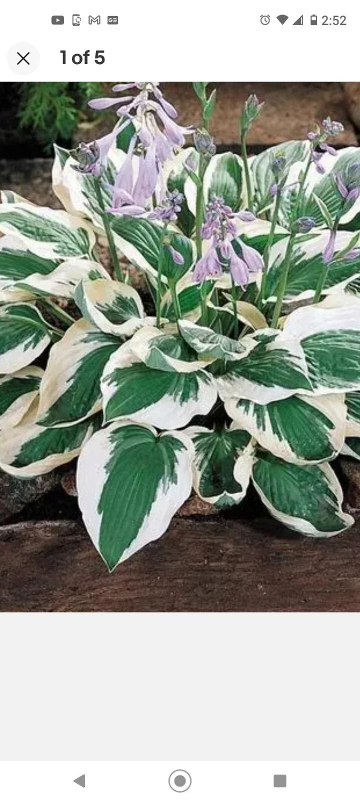Patriot Variegated Hosta Root Plant - 3 Pack - Hosta 'Patriot' - Shade Perennial - Ready to Plant