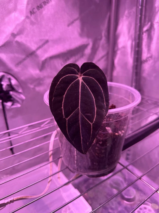 Anthurium Carlablackiae 1 Leaf Cutting Live Plant | Rare Tropical Indoor Plant | Unique Houseplant Variety