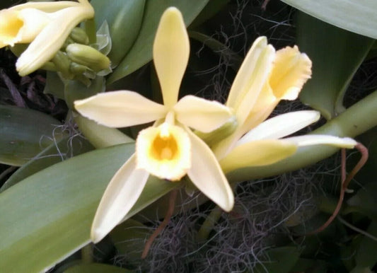 Vanilla Bean Orchid Plant 2.5" Pot Vanilla planifolia