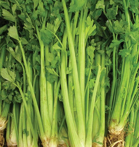 Celery Seeds - 2000+ Non-GMO Tall Utah Variety - Vegetable Garden - USA Seller - Free Shipping