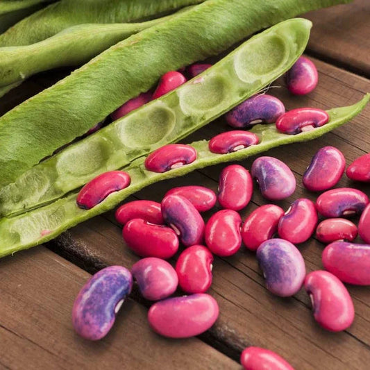 Scarlet Runner Bean Seeds | Magic Beans Red Flower Vining Plant Seeds | Phaseolus coccineus | 2025 Harvest
