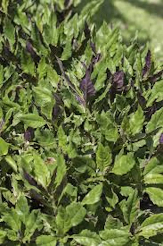 Okinawa Spinach Starter Plant - 5 Bare Root Gynura Crepioides - Nutritious Perennial Garden Vegetable - Green & Purple Foliage