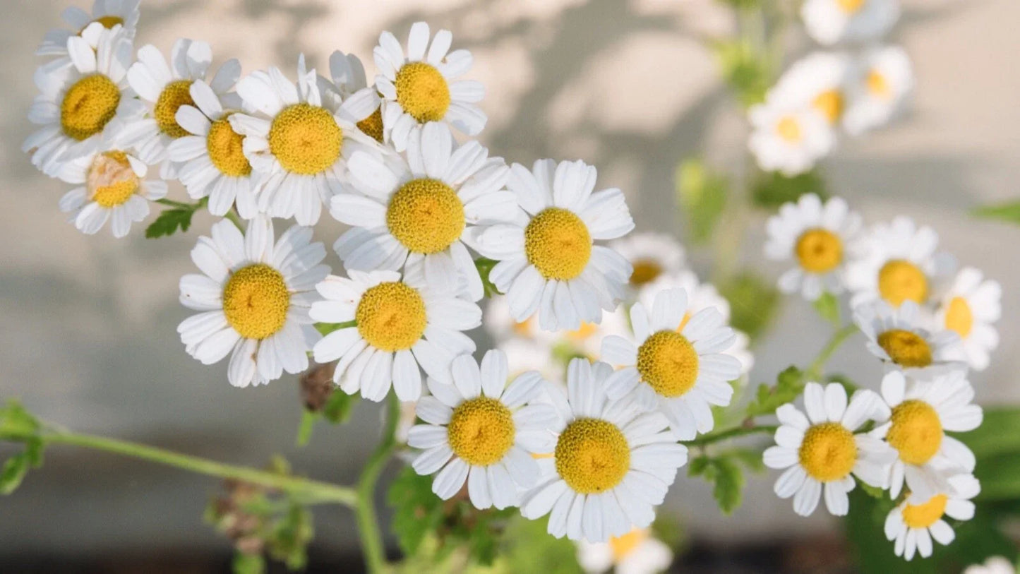 Chamomile Seeds 500 Count - Fresh Crop, Matricaria chamomilla, Organic Herbal Gardening