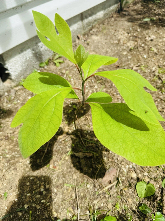 Organic Sassafras Tree Bare Root - 10 Pack - Ready to Plant & Thrive - Sassafras albidum