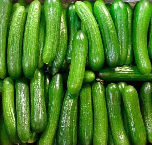 30 Alpha Cucumber Seeds for Planting - Persian Beit, Cucumis sativus, Heirloom Variety
