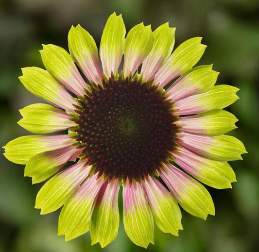 Echinacea Prairie Blaze Vintage Lime Live Perennial Plant Plugs, 4 Plants, Echinacea purpurea, Colorful Coneflower, 14-16" Tall