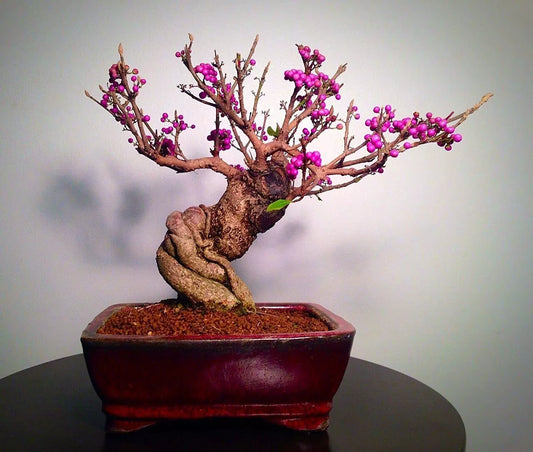 Bonsai Beauty Berry Seeds - 20 Non-GMO Seeds - Callicarpa Americana - Unique Shrub for Gardens and Landscapes
