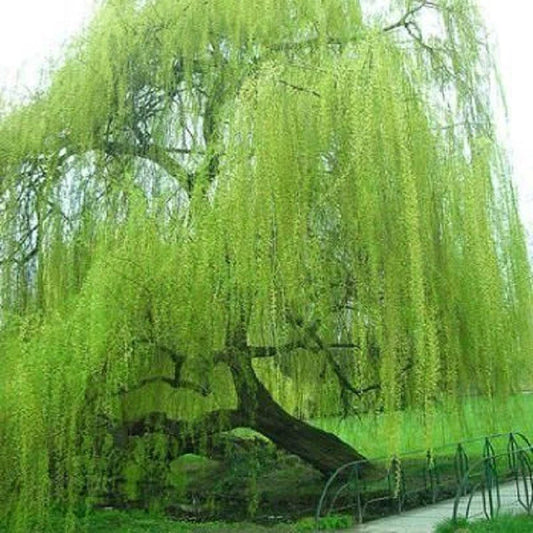 Weeping Willow Tree Seeds - 5 Bright Green Seeds for Full Landscape - Salix babylonica