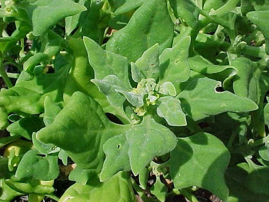 Spinach Seeds - New Zealand Spinach - Fresh Seeds - Tetragonia tetragonoides