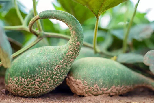 Penguin Gourd Squash Seeds | 25+ Seeds for Garden Planting | Cucurbita pepo | USA