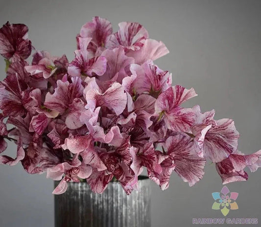 Chocolate Sweet Pea Seeds - 50 Count - Lathyrus odoratus - Garden Planting Seeds - USA