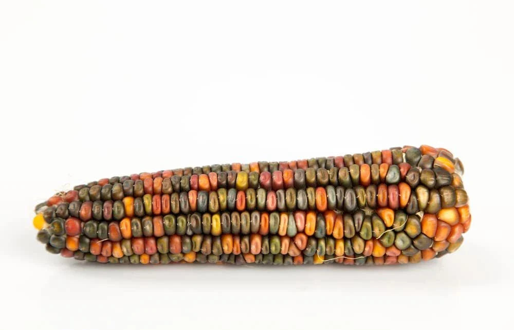 Earth Tones Dent Corn Seeds - 50 Seeds for Planting - Zea mays - Heirloom Variety for Home Garden