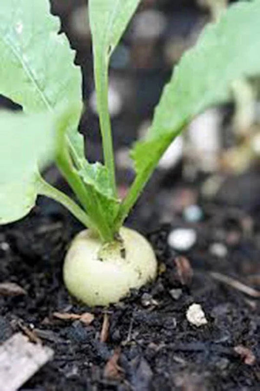 Radish Seeds 500 Count, Hailstone White Heirloom, Non-GMO, Fast-Growing Radishes, Perfect for Home Garden