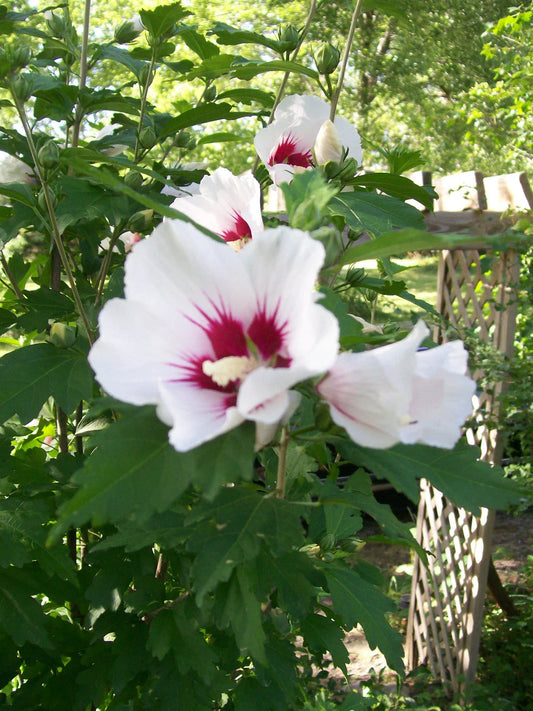 Set of 2 Rose of Sharon Plants, 24-36 Inches, Mixed Colors, Hibiscus syriacus, 2-3 Years Old, Hardy Zones 5-9