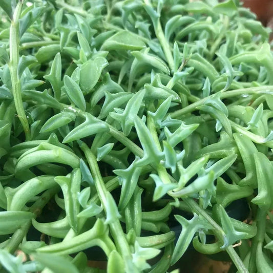 Hanging Succulent Cuttings - 6" Long - String of Dolphins, Pearls, Bananas - Senecio, Curio, and Graptopetalum