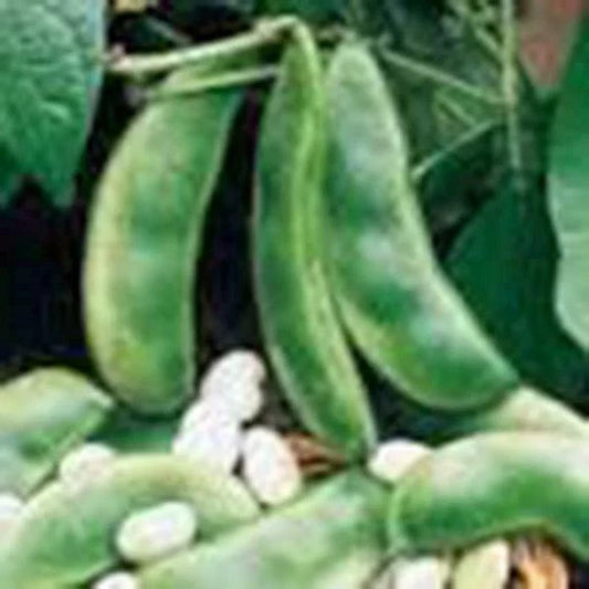 Lima Bean Seeds, 50+ Non-GMO Henderson Bush Variety, Great Tasting & Healthy, Phaseolus lunatus