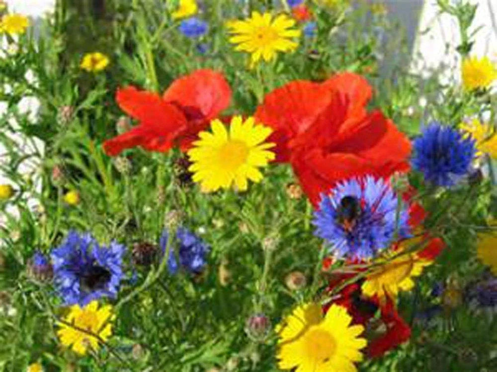 Wildflower Seed Mix, 2 Ounces, Colorful Border and Garden Blend, Native Wildflowers