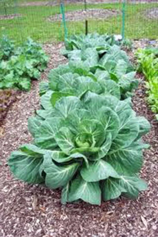 Collard Greens Seeds, Vates Variety, Heirloom Non-GMO, 200+ Seeds, Brassica oleracea