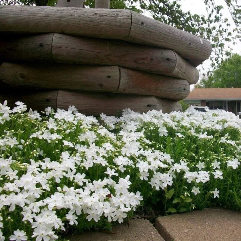 Snowflake Creeping Phlox Seeds - 100+ Pack - Hardy Ground Cover - Phlox subulata - USA Grown, Free Shipping
