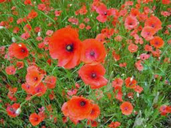 Shirley Poppy Seeds, 100+ Seeds, Bright Red Flowers, Long Lasting Blooms, Papaver rhoeas