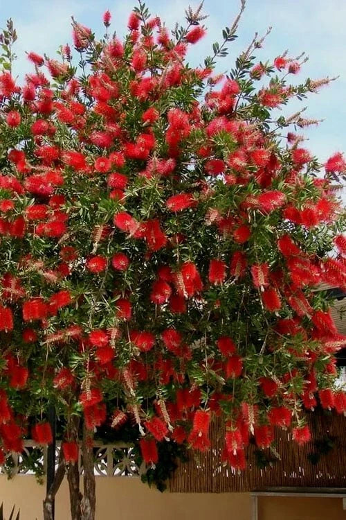 Red Cluster Bottlebrush Starter Plant - Small Rooted Callistemon Citrinus - Vibrant Red Flowers for Gardens and Landscapes