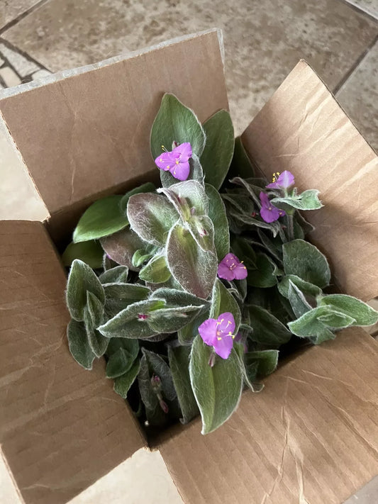 Cobweb Spiderwort Cuttings - 5 Live Plant Cuttings (Tradescantia sillamontana) - Easy Care, Beautiful Green Foliage