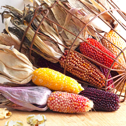 Rainbow Mix Strawberry Popcorn Seeds | Mini Popping Corn Seed | Mixed Colors | 2025