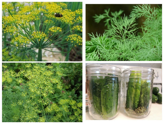 Polish Dill Seeds 300 Non-GMO Organic Heirloom Anethum graveolens - Healthy Culinary Herb for Gardening