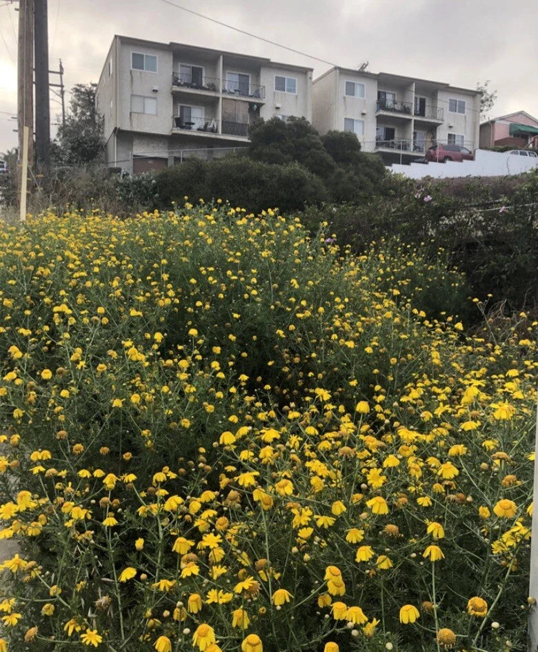 Garland Daisy Seeds - 2,000 Seeds - Flower Chrysanthemum - Perfect for Gardens and Landscaping - Chrysanthemum spp.