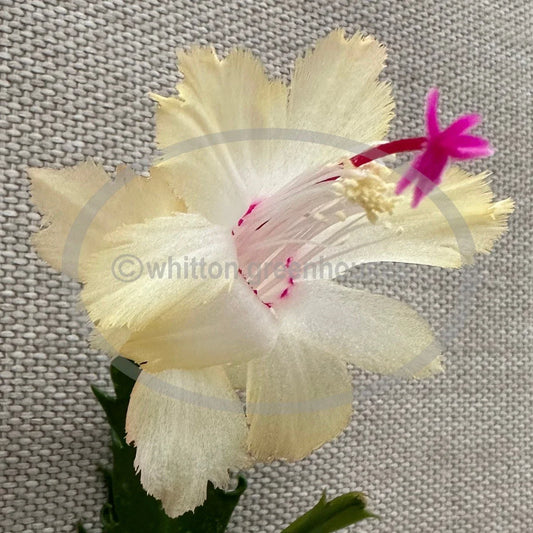 Thanksgiving/Christmas Cactus Cuttings - Schlumbergera "CHELSEA" - No Roots - Succulent Plant Propagation